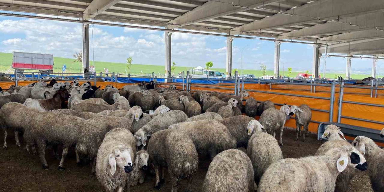 Tüdkiyeb Genel Başkanı Çelik: “fiyatlar Çok Makul Ve Küçükbaşa Da Çok İlgi Var”