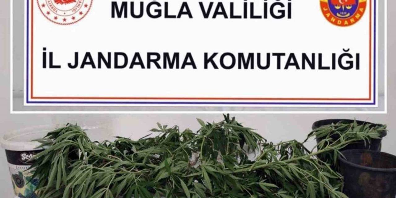 Jandarmadan 6 İlçede Uyuşturucu Operasyonu