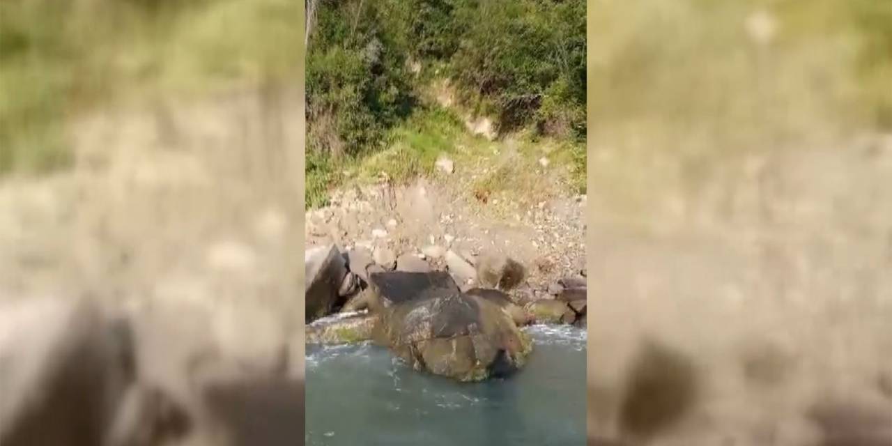 Sinop’ta Amatör Balıkçılar Deniz Karındaki Yavru Ayıları Besledi