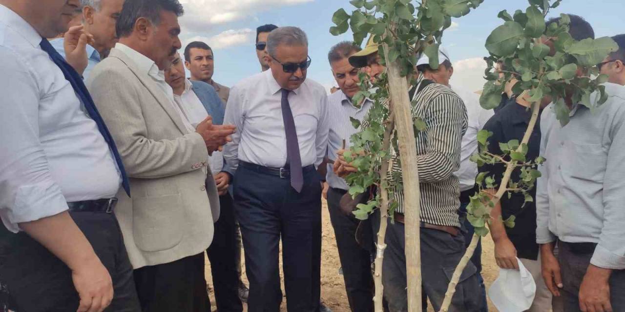 Diyarbakır’da Bu Yıl 200 Bin Fıstık Aşılanması Hedefleniyor