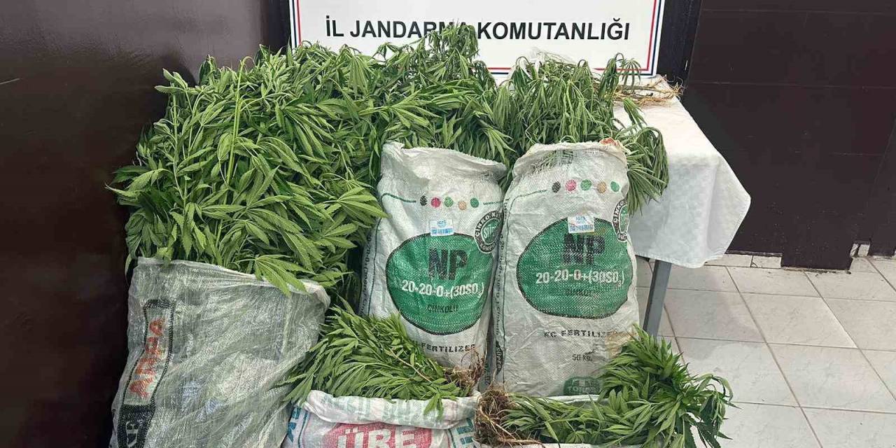 Şanlıurfa’da Ekili 2 Bin 200 Kök Kenevir Ele Geçirildi