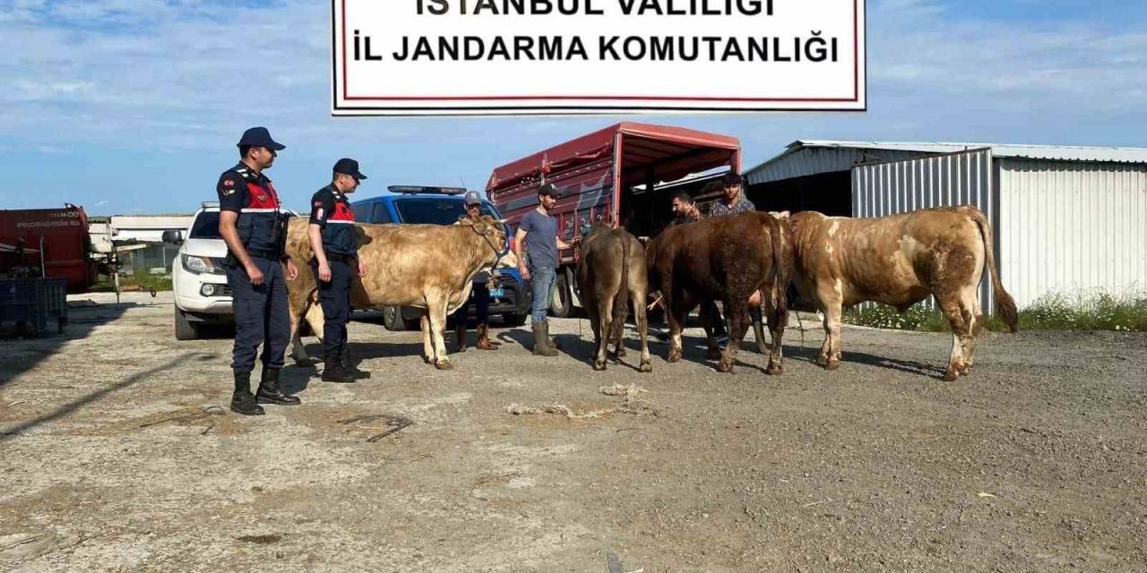 Çatalca’da Çalınan Kurbanlıklar Jandarma Ekipleri Tarafından Bulunarak Sahiplerine Teslim Edildi