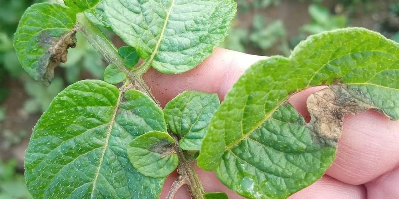 Şuhut’ta Aşığı Sağanak Yağış Mantar Hastalığına Sebep Oldu