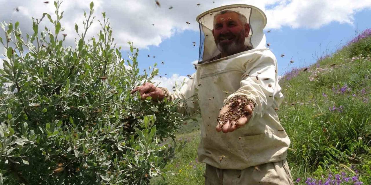 Aşırı Yağışlar Nedeniyle Bal Üretemeyen Arılar Oğul Verdi, Çıtalar Boş Kaldı