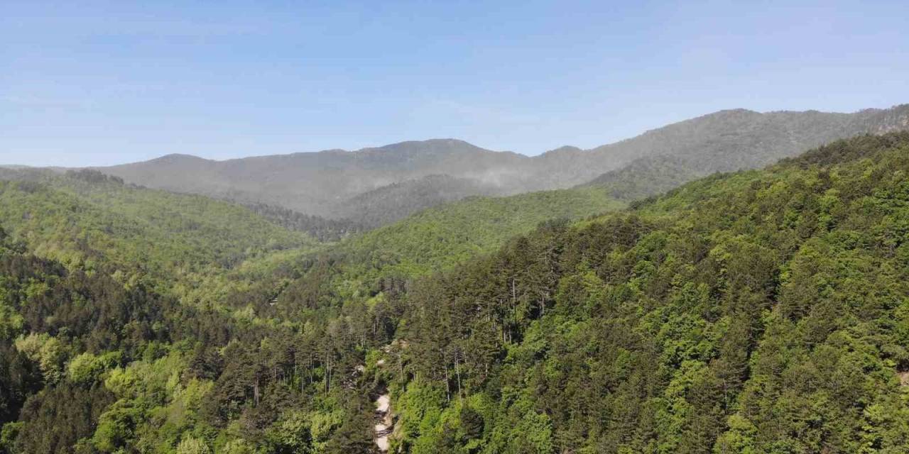 Çanakkale’de Ormanlık Alanlara Giriş Yasaklandı