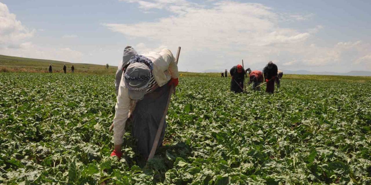 Tarım İşçisi Kadınlar Pancar Üretimi Mesaisinde