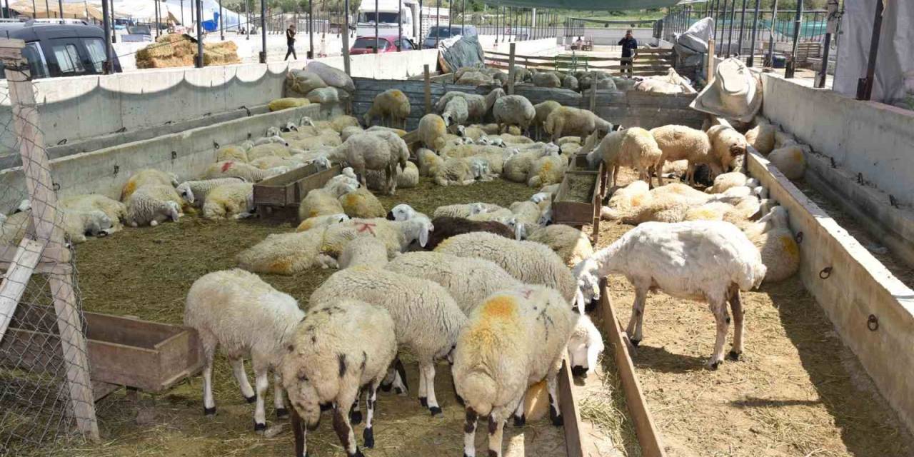 Selçuklu’da Kurban Satış Ve Kesim Yerleri Hazır