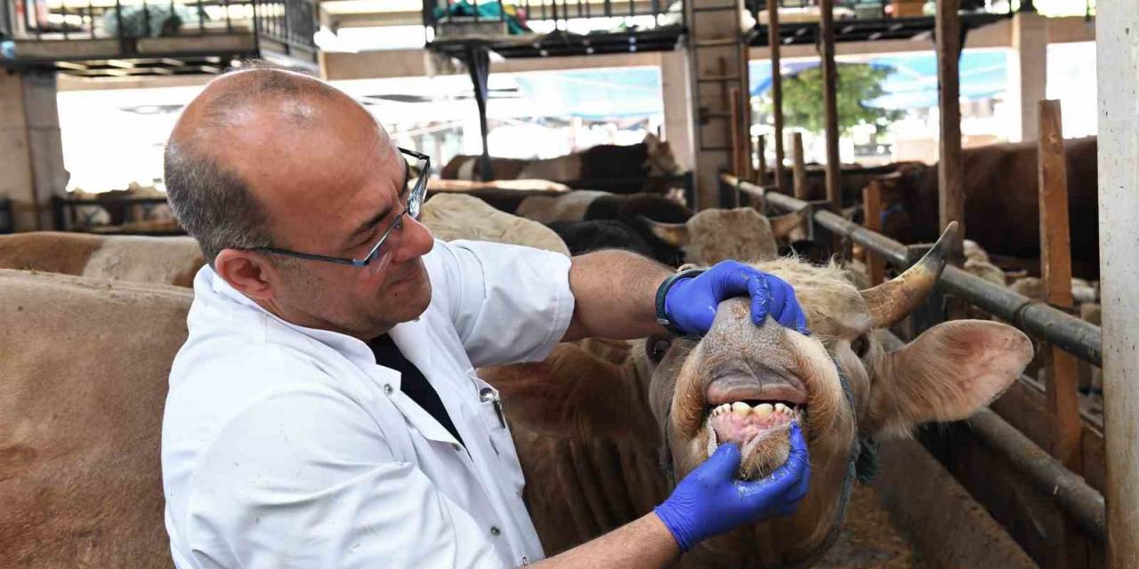 Kurbanlıklara Ultrasonla Gebelik Testi Yapıldı