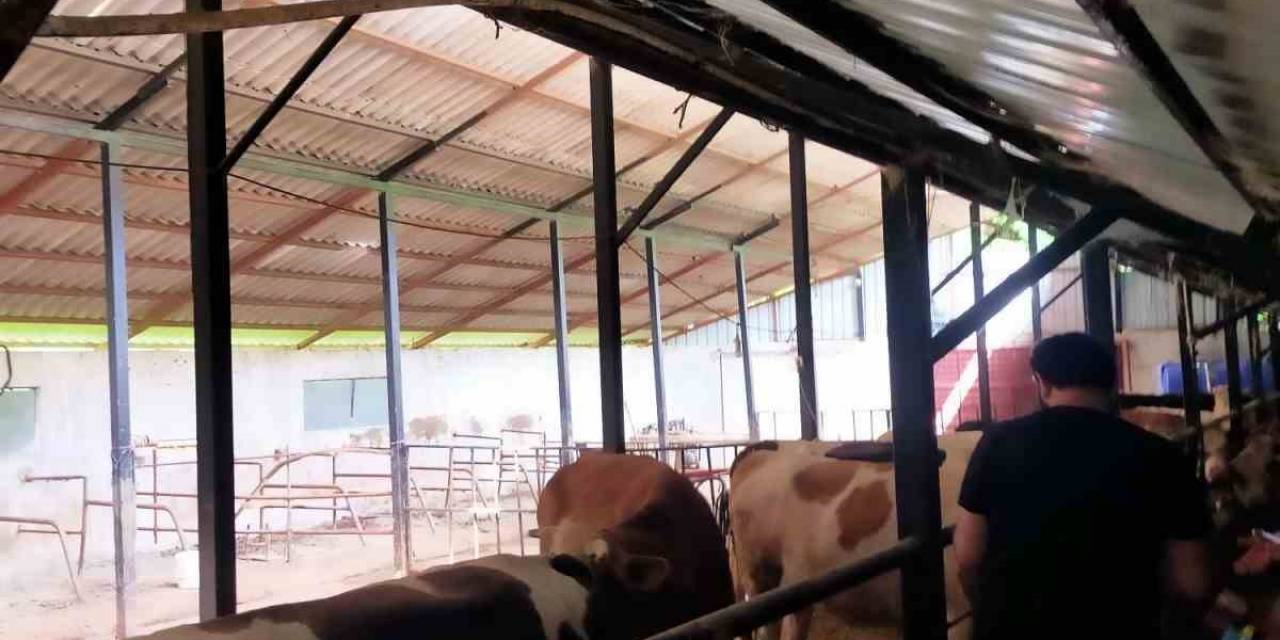 Şap Hastalığında Çaycuma İlçe Tarım Ve Orman Müdürlüğü’nden Destek