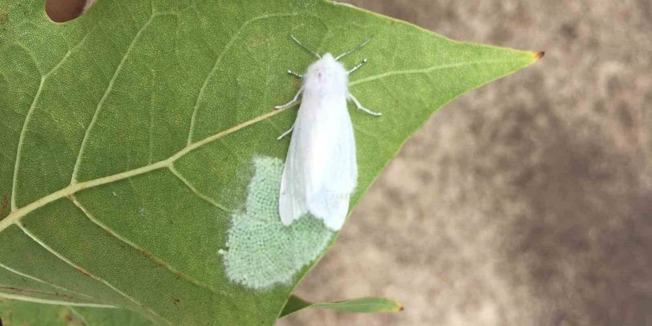 Amerikan Beyaz Kelebeği Uyarısı