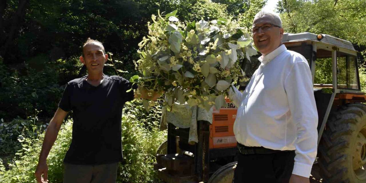 Karacabey’in Dünyaca Ünlü Ihlamur Ormanlarında Hasat Başladı