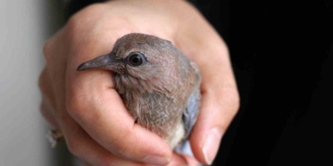 Kumrular 5 Yıldır Balkondaki Kombinin Üzerine Yuva Yapıyor