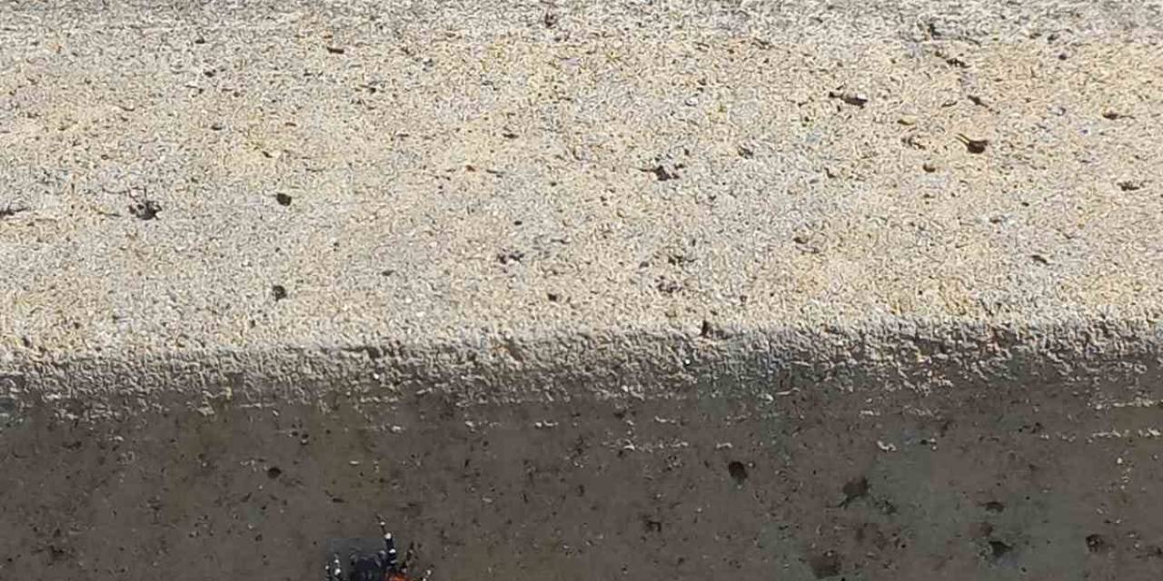 Efeler’de Şehir Merkezinde Zehirli Uğur Böceği Örümceği Görüldü