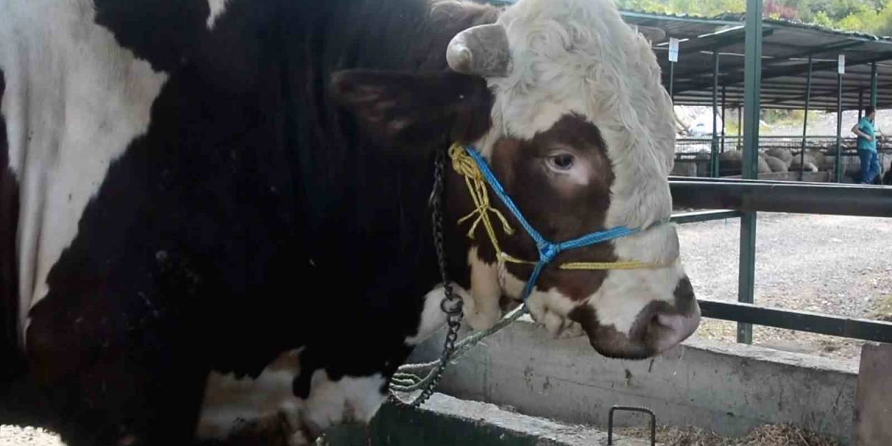 Kurban Pazarının Paşa’sı