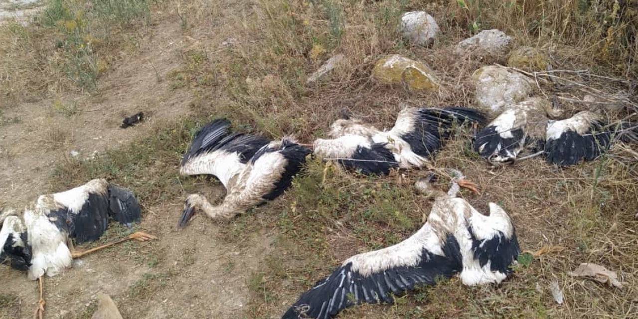 Mahallenin 20 Yıllık Misafirleri Telef Oldu