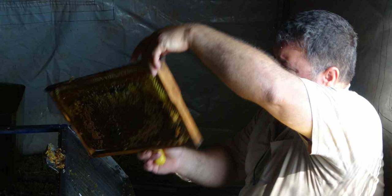 Arılar Çalıştı, Arıcıların Sağım Mesaisi Başladı