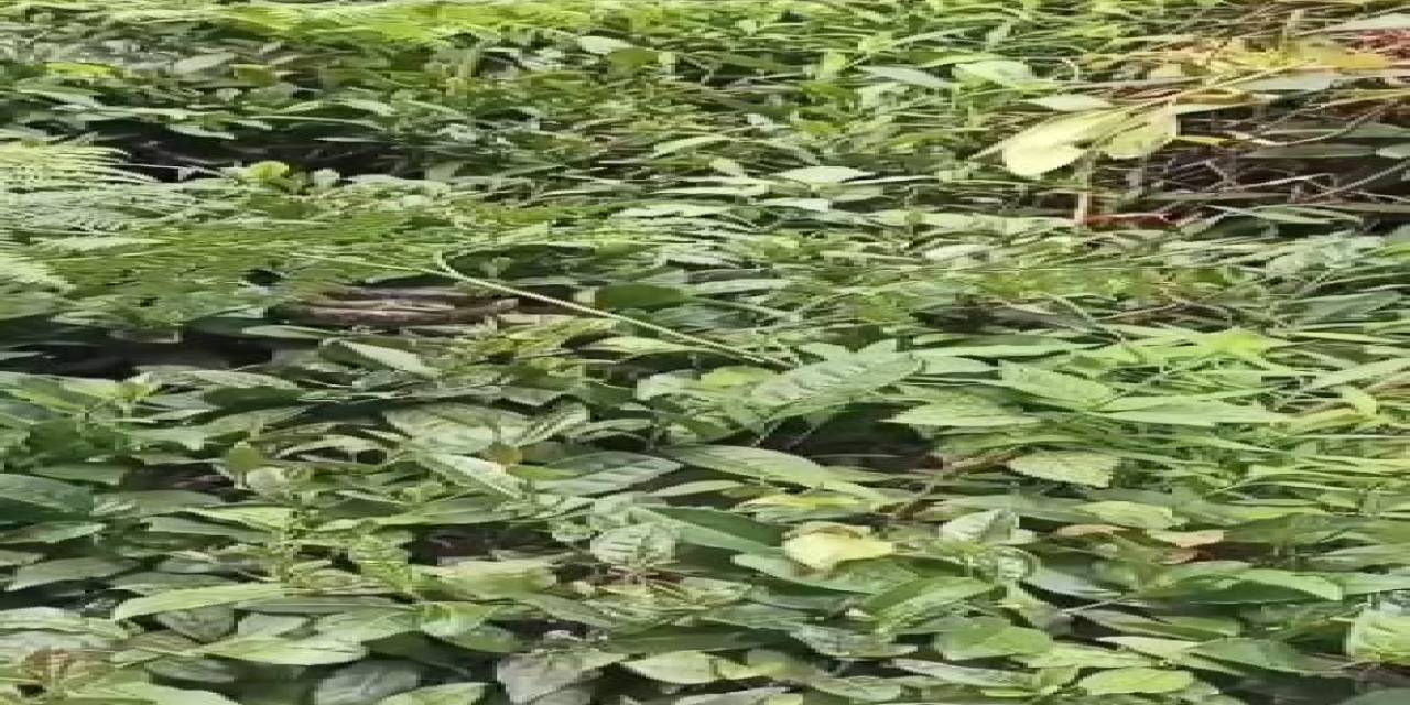 Artvin’de Çay Üreticinin Kabusu Hopa Engereği Bahçelerde Sık Olarak Görülmeye Başladı