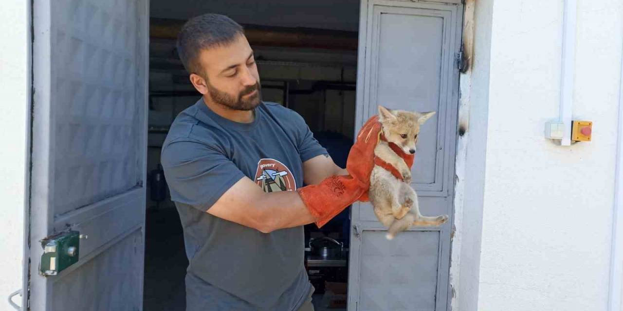 Annesini Kaybeden Yavru Tilki, Doğa Korumaya Emanet