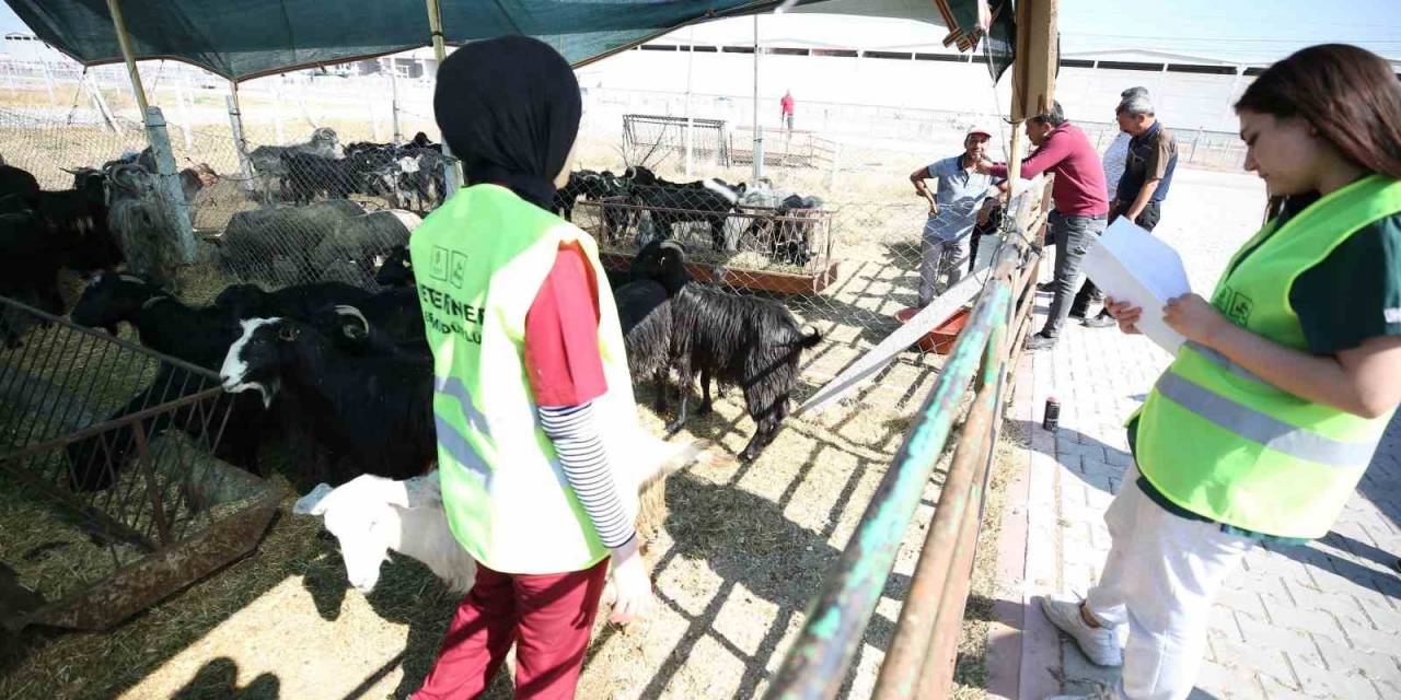 Meram’daki Hayvan Satış Alanında Kurban Hareketliliği