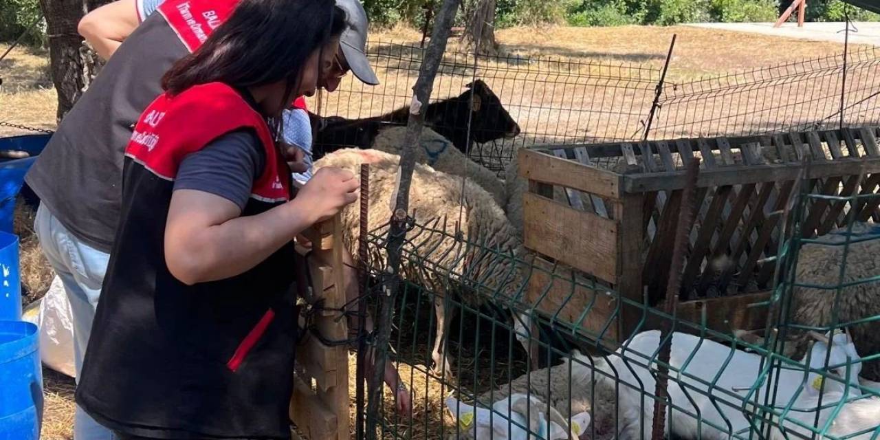Edremit İlçe Tarım Müdürlüğü’nde ‘kurban Bayramı’ Alarmı