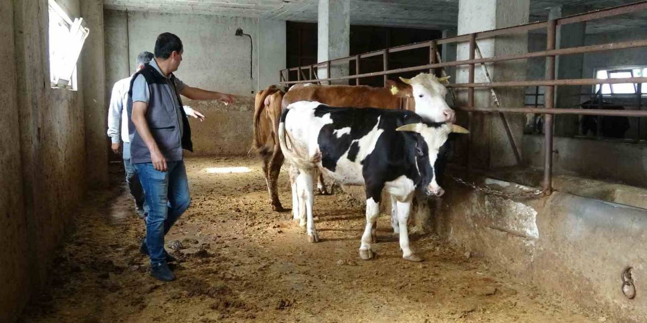 Veteriner Hekim Uyardı, Kurbanlık Alırken Nelere Dikkat Edilmeli