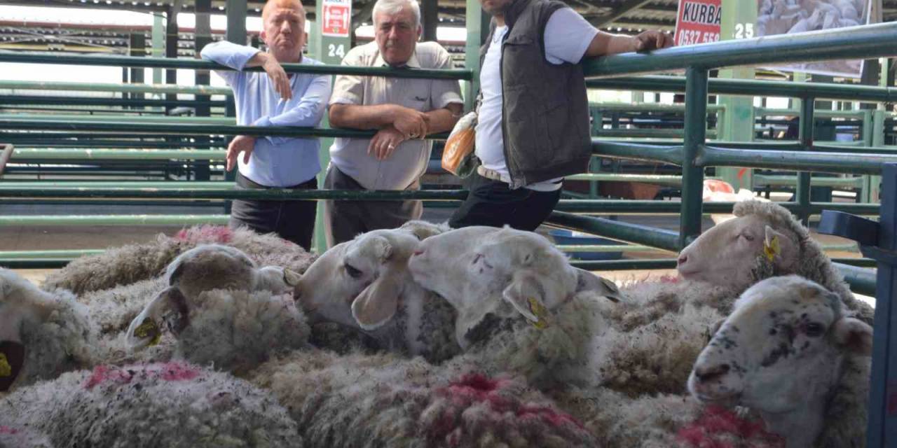 Tavşanlı’da Hayvan Pazarında İlk Gün