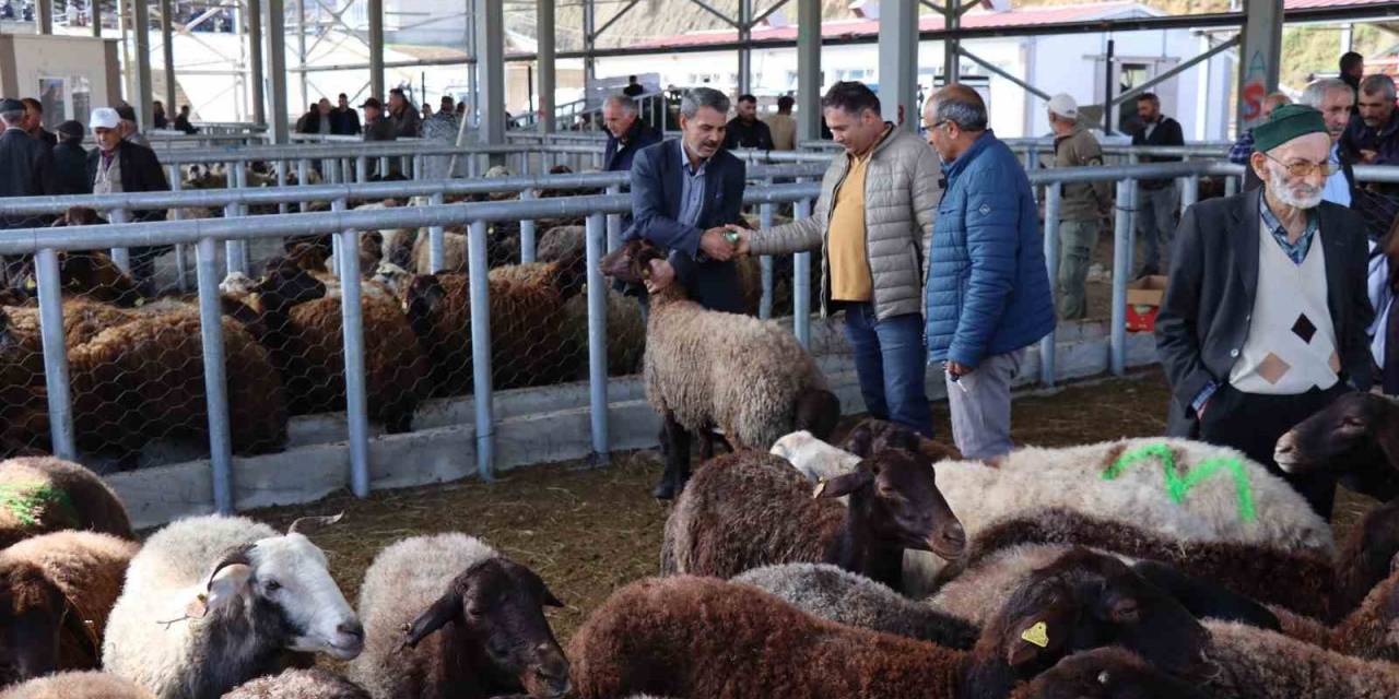 Küçükbaş Kurbanlıklara İlgi Daha Fazla