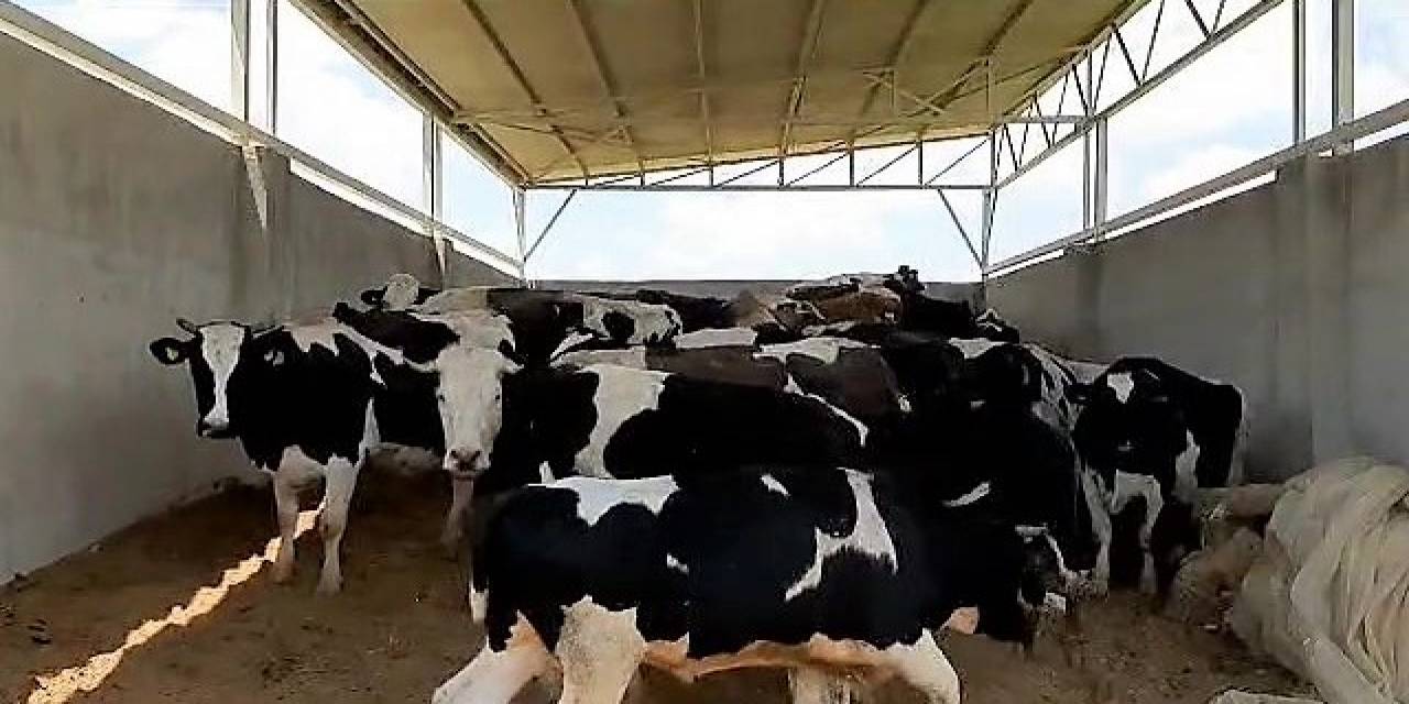 Böyle Bakıcı Düşman Başına: Patronu Yokken Araç Kiralayıp, Bakımlarını Üstlendiği 28 İneği Çaldı