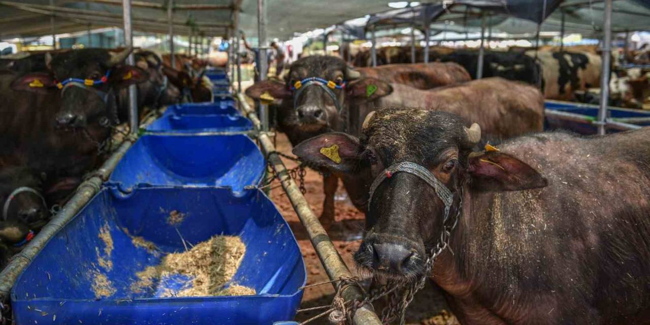 Kepez ‘de 3 Satış, 9 Kurban Kesim Noktası