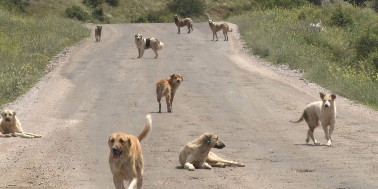 Yüzlerce Başıboş Köpek Açlıktan Birbirlerini Yemeye Başladı