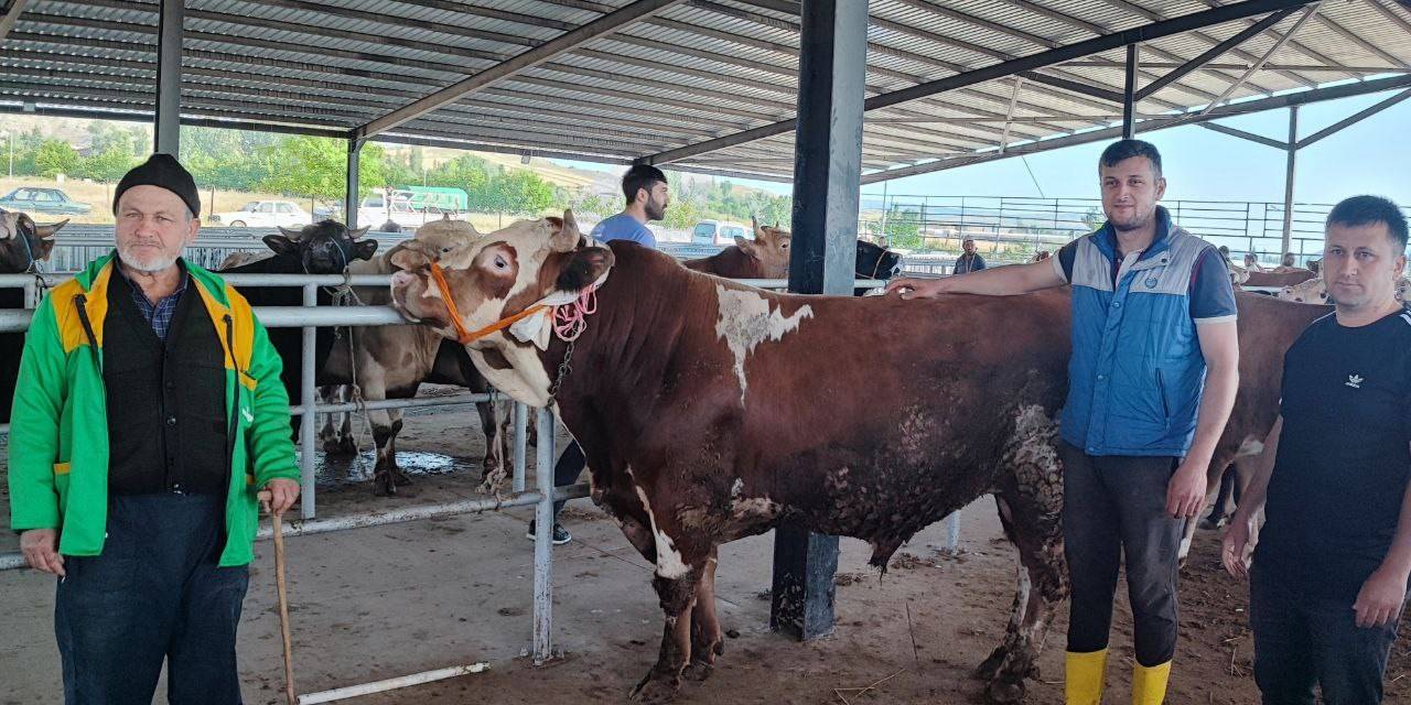 Suluovalı Besiciler Bayram Ediyor: “bu Sene Kurbanda Para Kazandık”