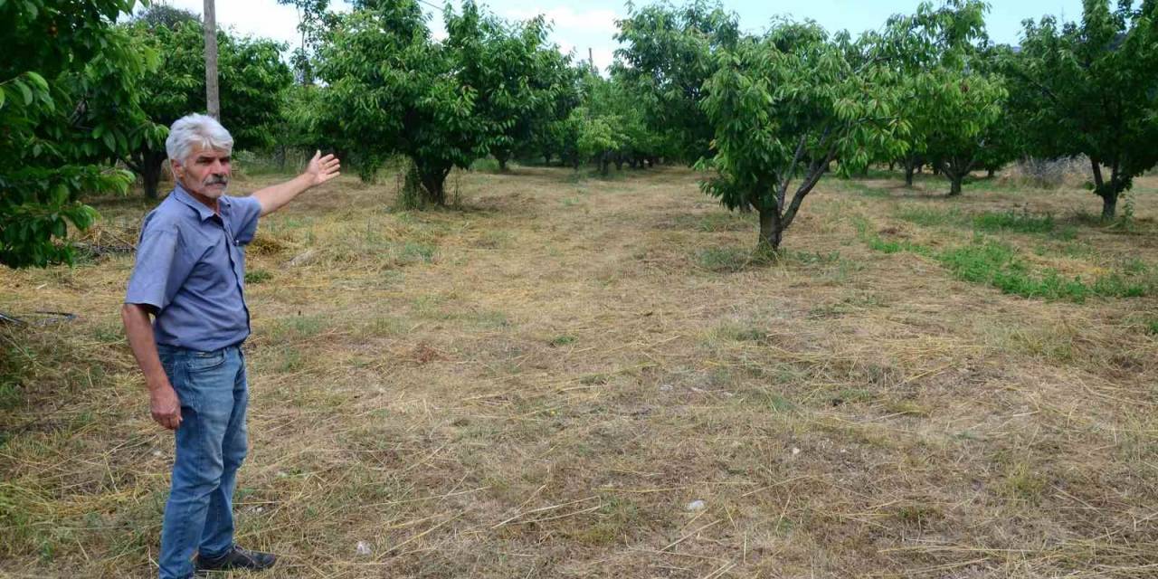 Antalya’da Aşırı Yağmur Kirazı Dalında Bıraktı