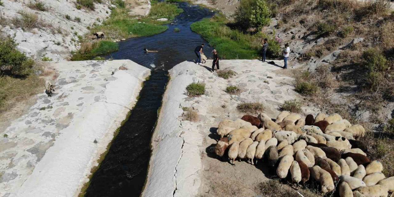Enkaz Kent Hatay’da Kurbanlıklar, Irmakta Serinliyor