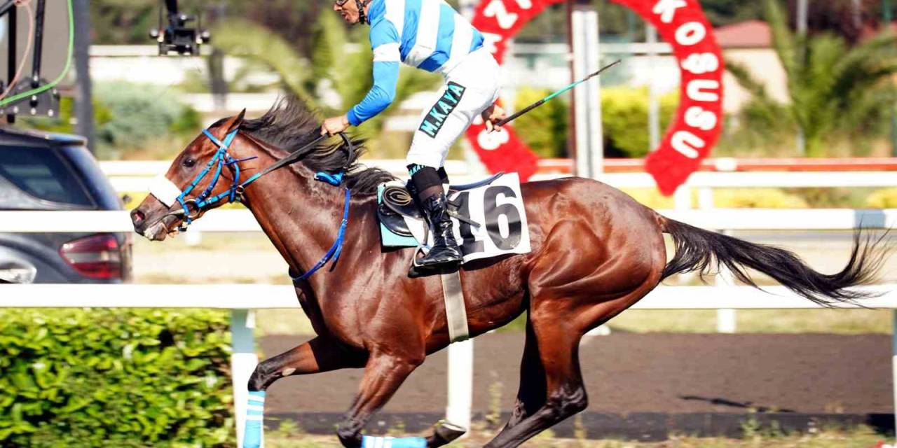 97. Gazi Koşusu’nun Kazananı Urfa Aslanı Oldu