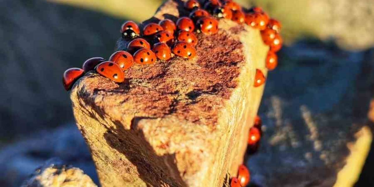 Kahramanmaraş’ta Uğur Böcekleri Görsel Şölen Sunuyor