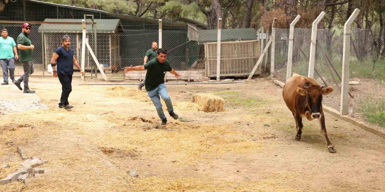 Büyükşehir Kurban Bayramı’na Hazır