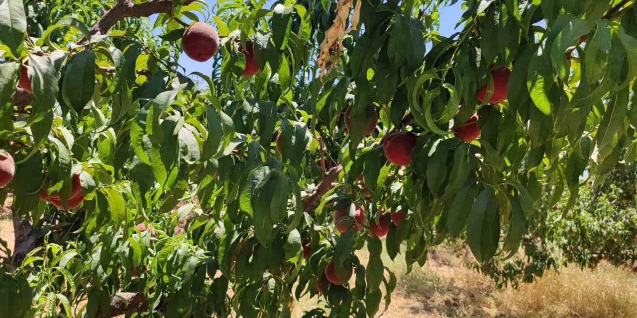 Gaziantep’te Şeftali Sevinci