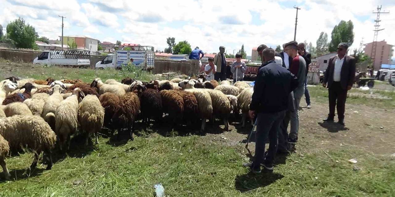 Kars’ta Kurbanlık Çok, Alan Yok