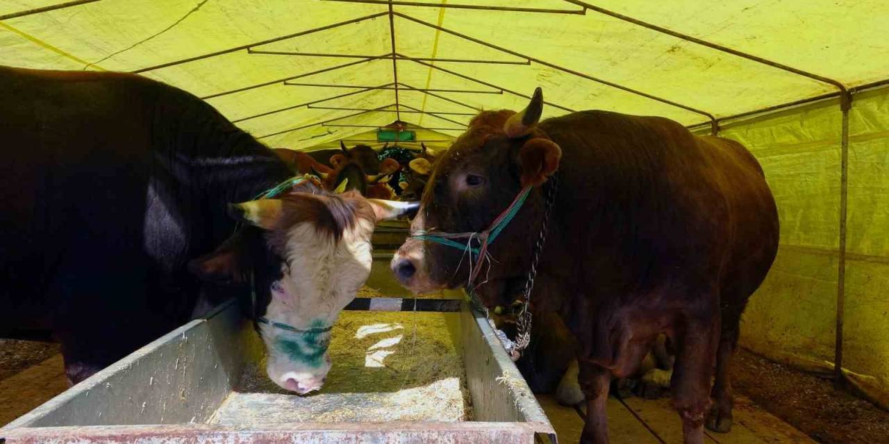 Kurban Pazarındaki Satıcılar, Mandıra Ve İnternet Üzerinden Yapılan Kurban Satışlarından Dertli