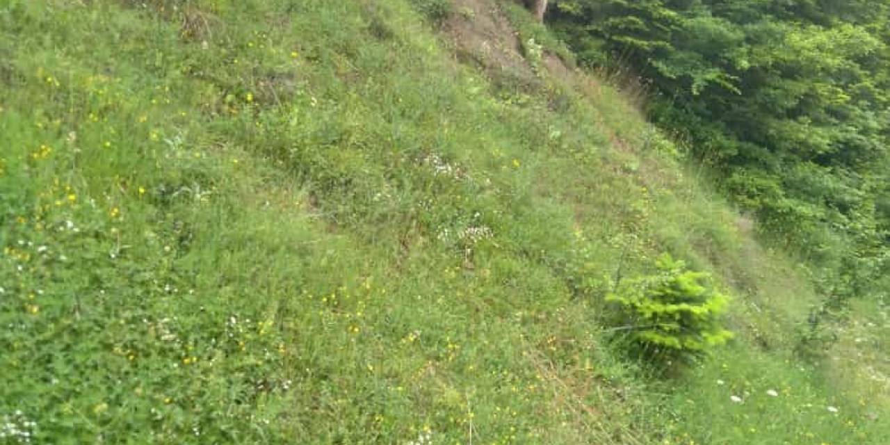 Kastamonu’da Yerleşim Yerlerine Kadar İnen Ayılar Cep Telefonlarıyla Görüntülendi