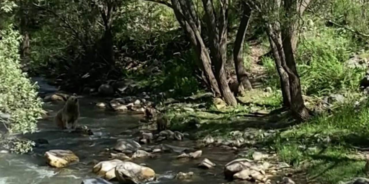 Anne Bozayı Ve 3 Yavrusu Su İçti, Vatandaşlar Görüntüledi