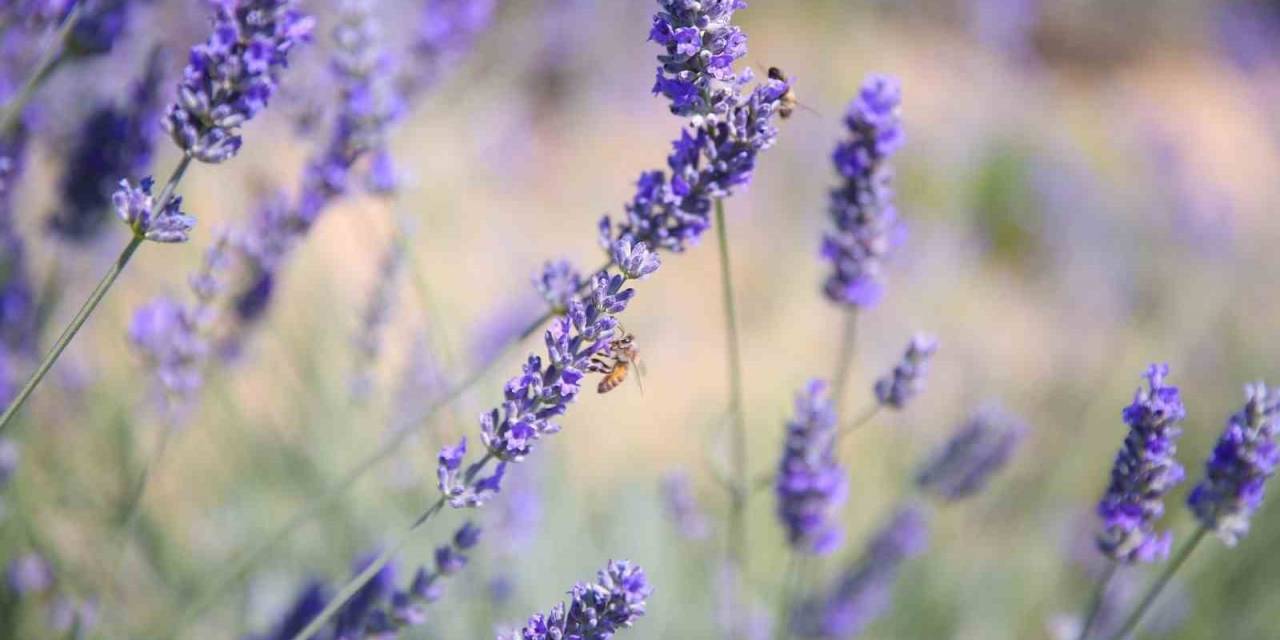 Merkezefendi’nin Mor Güzelliği