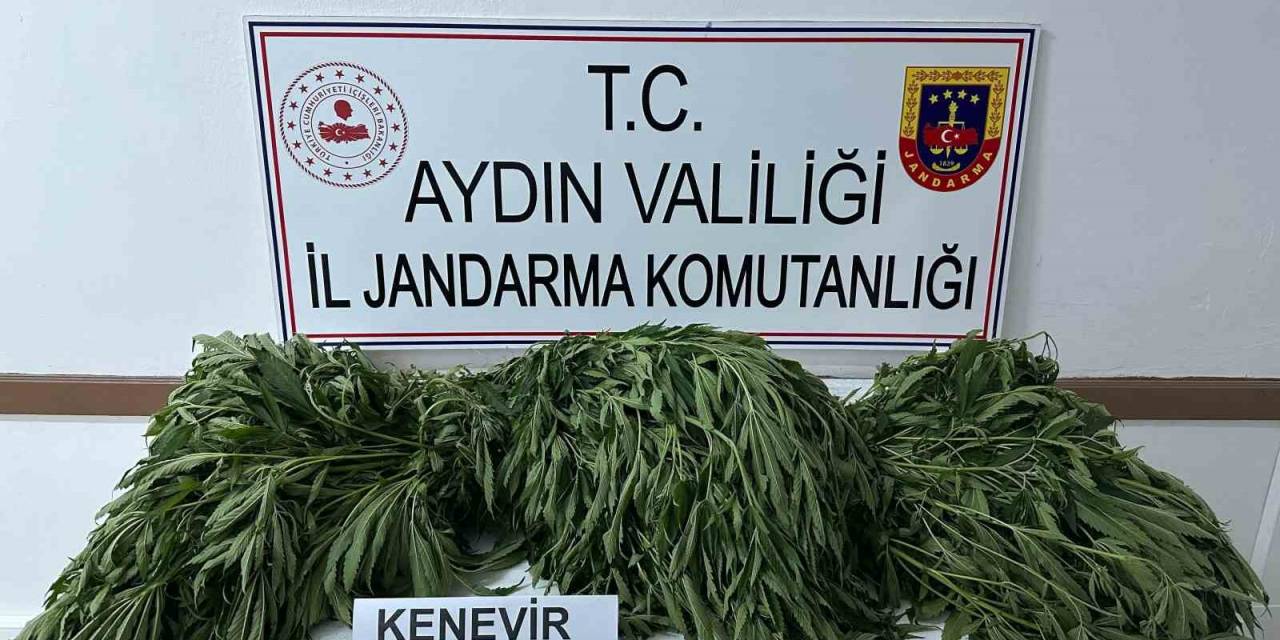 Aydın’da 90 Kök Kenevir Ele Geçirildi