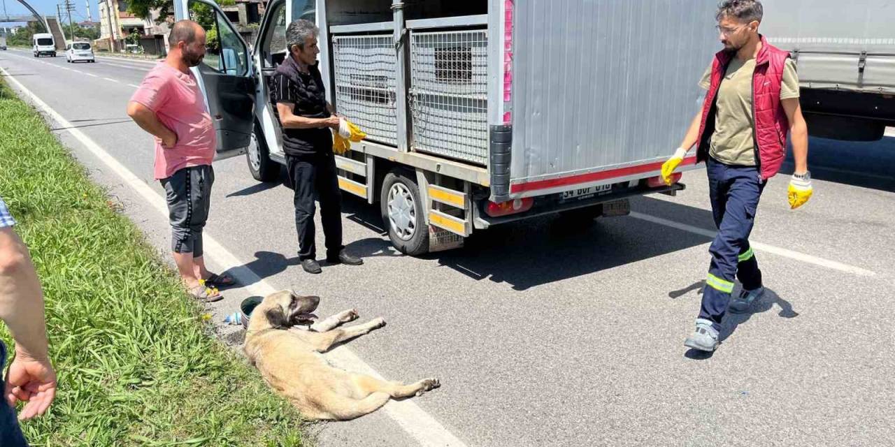 Yaralı Köpek İçin Seferber Oldular