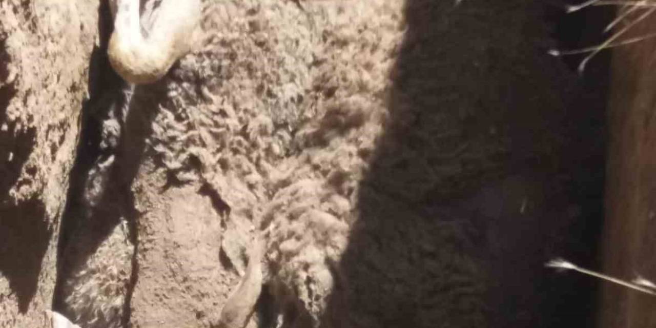 Kurban Bayram’ı Öncesi Besiciye Büyük Şok Ağıla Giren Kurt, 59 Koyunu Telef Etti