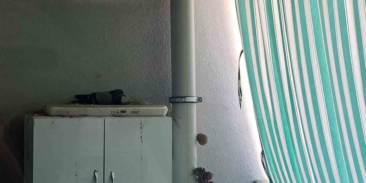 Elazığ Belediyesi Minik Ahsen’in Hayvan Sevgisini Karşılıksız Bırakmadı