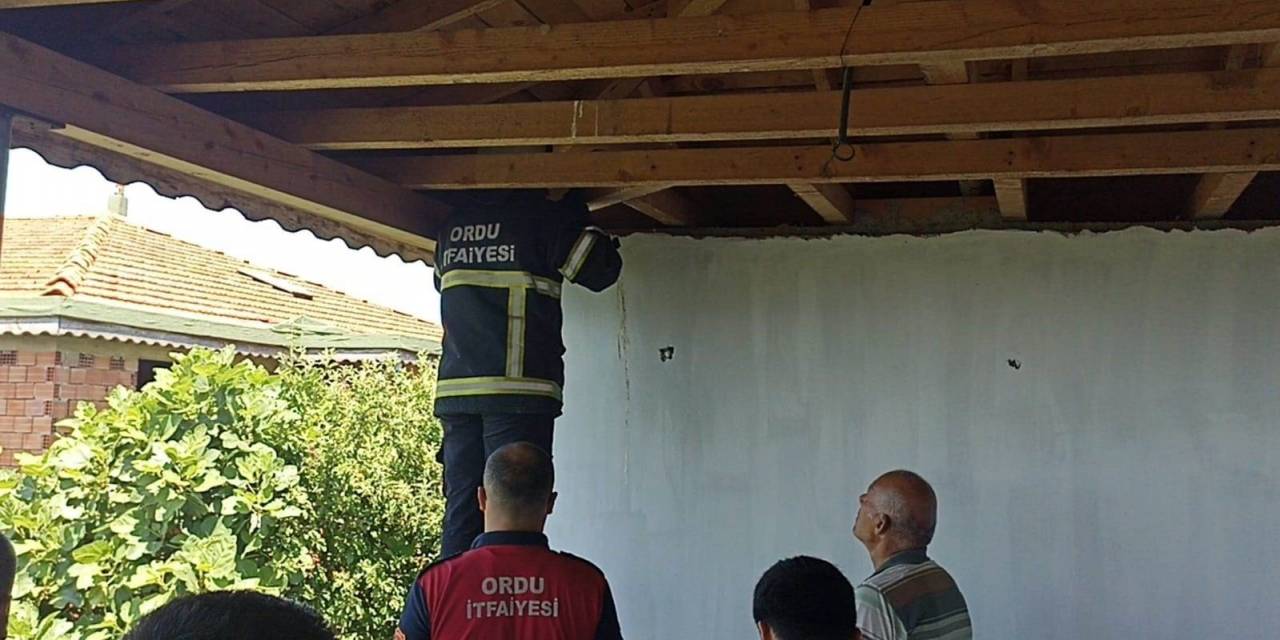 Ordu’da İtfaiye Ekipleri Mahsur Kalan Yavru Kedi İle 4 Baykuşu Kurtardı