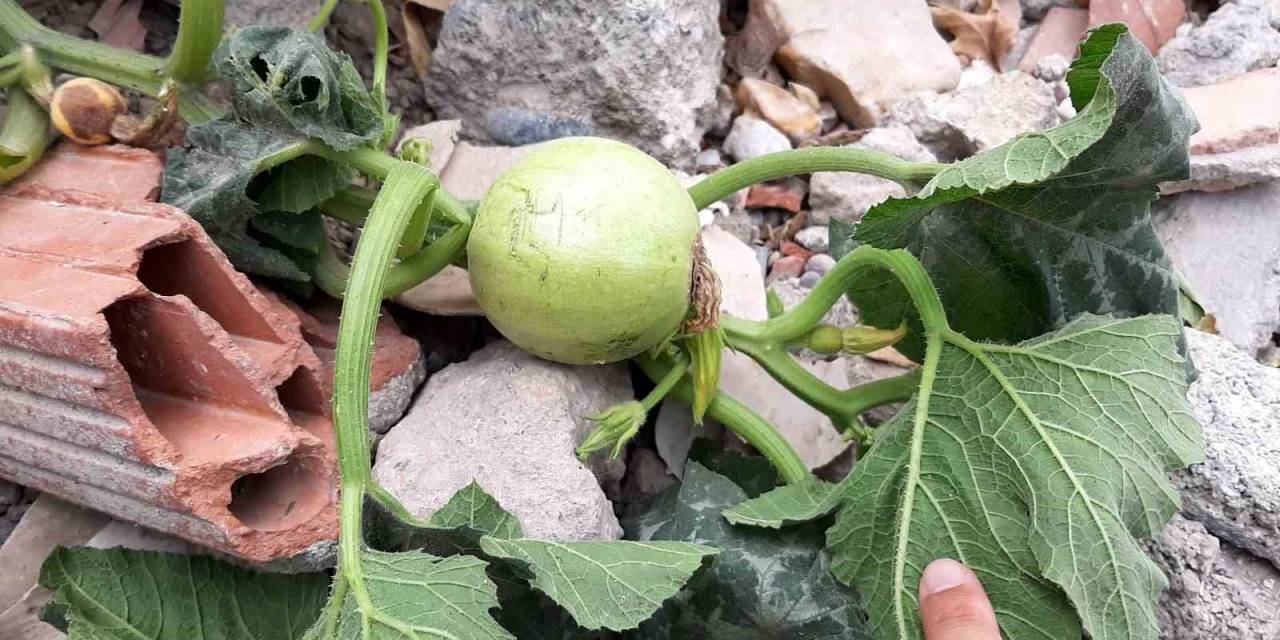 Enkazlarda Yeşeren Bitkiler Umuda Büyüyor