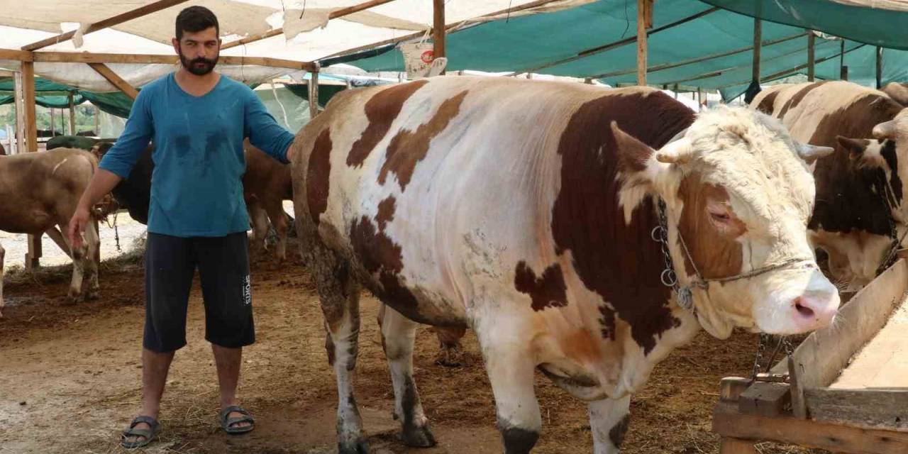 Yalova Kurban Pazarı’nın ‘şampiyon’ları Alıcılarını Bekliyor
