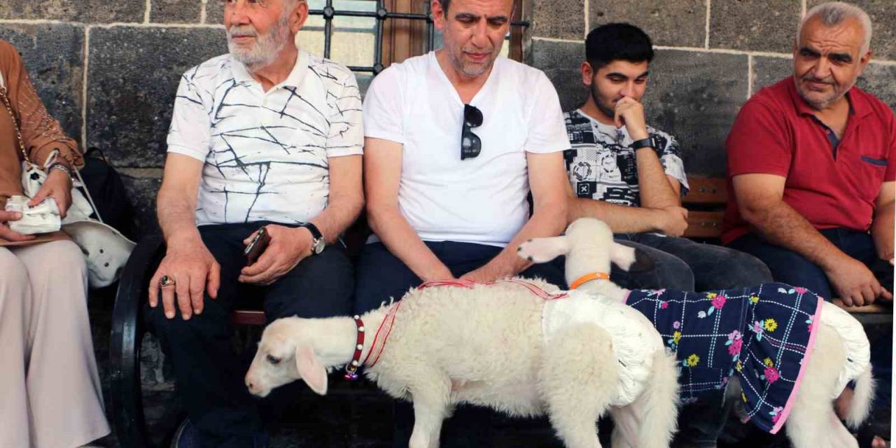 Biberonla Beslediği Kuzuları Kültür Turuna Dahil Oldu
